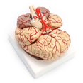 thumbnail image 1 of 1: 1 modelo de enseñanza de órgano de disección profesional de cerebro anatómico humano de tamaño real, 1 of 4