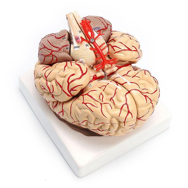 1: 1 modelo de enseñanza de órgano de disección profesional de cerebro anatómico humano de tamaño real