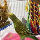 thumbnail image 2 of Loro Forrajeo Juguetes Loro Alimentador Juguete Inteligencia Crecimiento Jaula Caja De Acrílico Titular De Alimentos Juguetes Con Columpio Juguetes Para Loro Periquitos Cockatiel Conure seitruly PT000945-00, 2 of 6