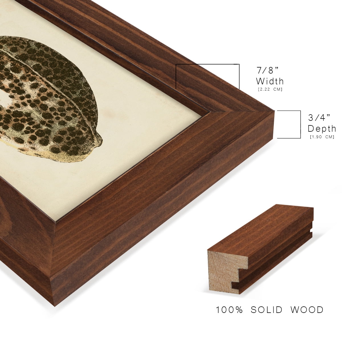 Sealife Collection III - Framed Print w/glass - Chestnut
