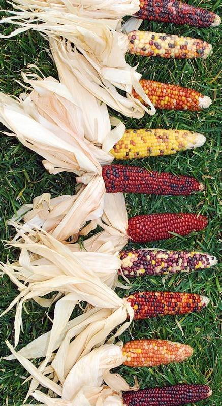 Decorative Natural Mini Indian Corn Case Of 300 Walmart Com