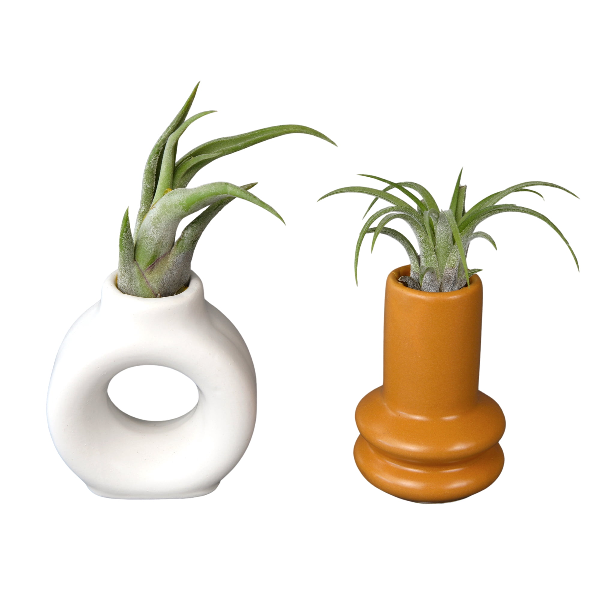 Altman Plants Air Plant Gift (2-pack) White & Gold Pots, Easy Pet-Safe House Plant Décor