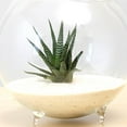 thumbnail image 4 of Rongfmy Glass Flower Hydroponic Pot DIY Micro Landscape Terrarium Bottle Container S A, 4 of 9