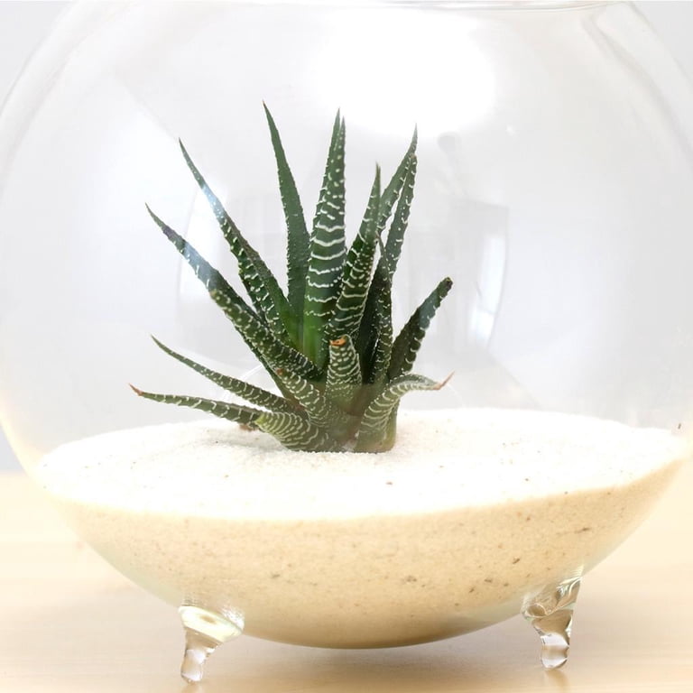 YWMJZEU Glass Flower Hydroponic Pot DIY Micro Landscape Terrarium Bottle  Container S A - Walmart.com