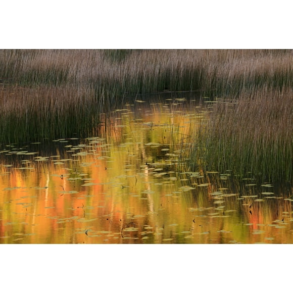 USA, Maine. Acadia National Park, reflections of fall color in a pond. Poster Print by Joanne Wells (24 x 36)