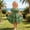 Green, variant on Flower Girls Dress Tulle Spaghetti Strap Pearl Belt Ruffle Hem Xmas Party Formal Pink 2-3Years