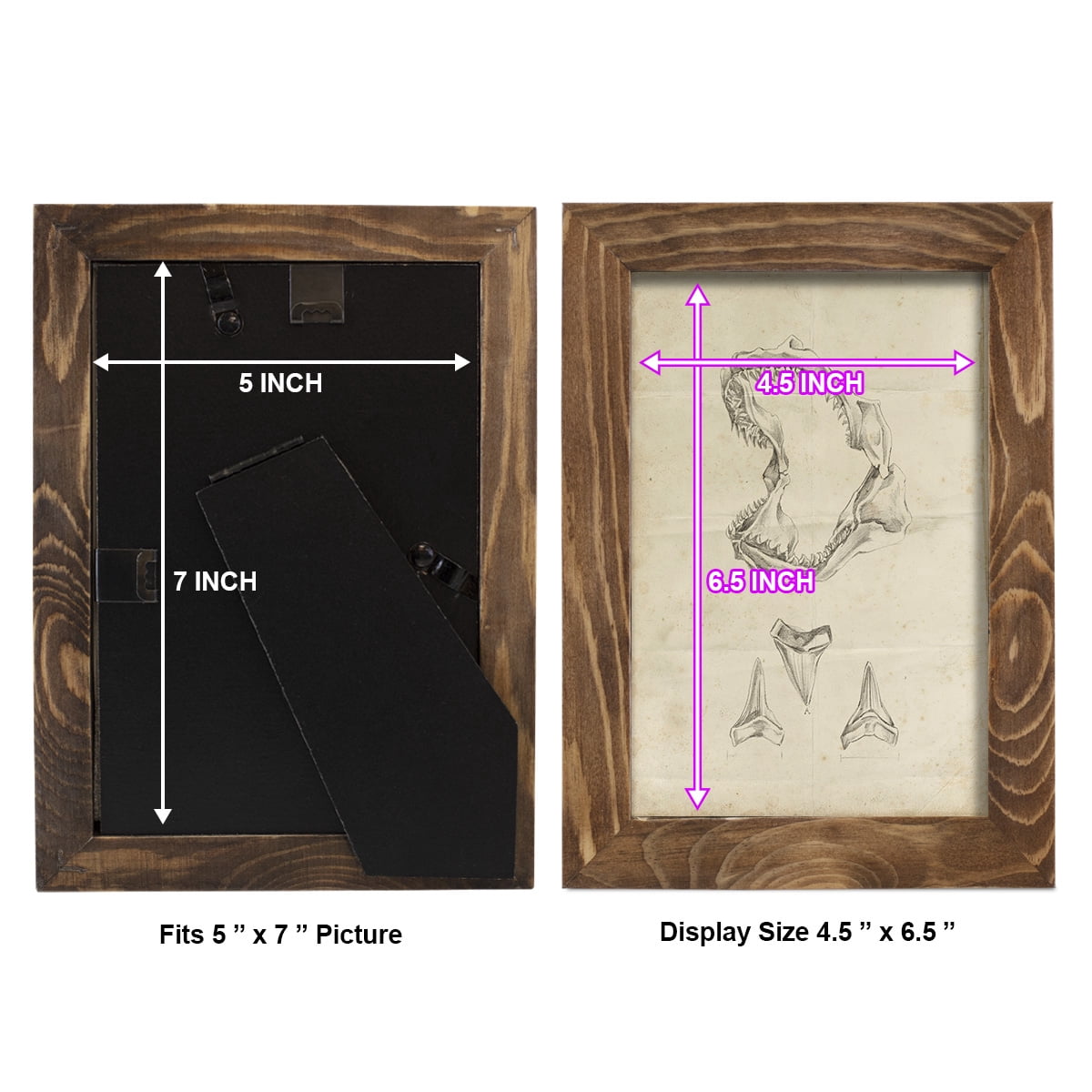Shark Study II - Framed Print w/glass - Walnut