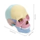 thumbnail image 4 of Modelo de cráneo para armar (Anatomía humana). Rompecabezas de cráneo para armar. Modelo de cráneo desmontable., 4 of 7