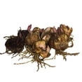 thumbnail image 2 of 10 After Eight Oriental Lily Bulbs, 2 of 4