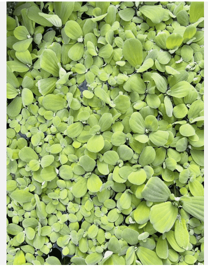 Dwarf Water Lettuce Live Floating Aquarium Plant, Natural Freshwater Aquatic Plant