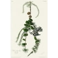 thumbnail image 2 of Audubon, John James 22x32 White Modern Wood Framed Museum Art Print Titled - Black and White Creeper, 2 of 4