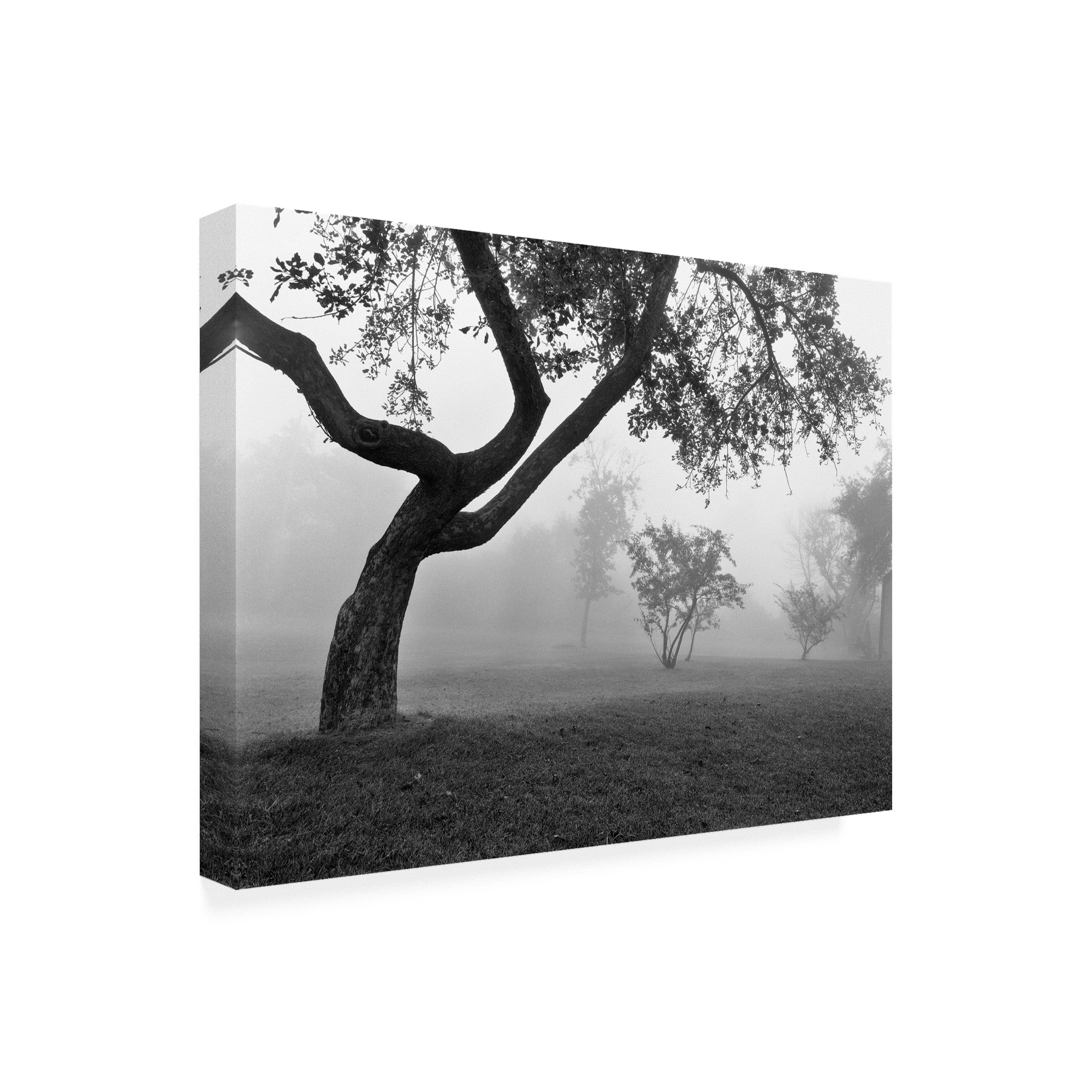 Trademark Fine Art 'Morning Mist Farmington Hills Michigan' Canvas Art by Monte Nagler