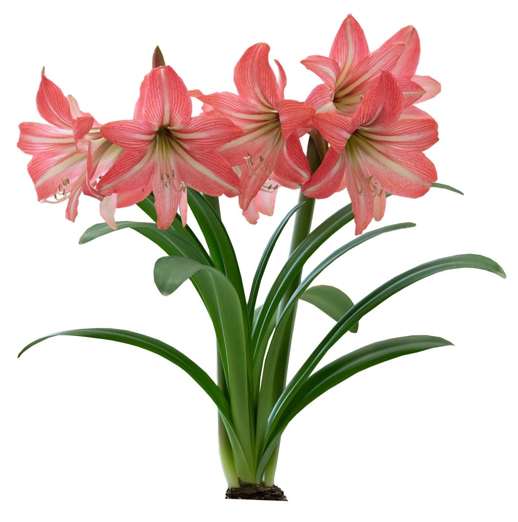 EuroBlooms Amaryllis 'Pinkolo' in 6 in. Silver Decorative Pot - Reddish Rose Pink Blooms