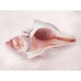 thumbnail image 2 of House Fenway 32x25 Black Ornate Wood Framed with Double Matting Museum Art Print Titled - Conch Shell Blush II, 2 of 4