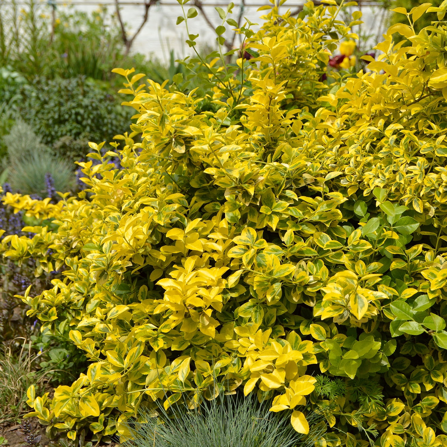 Expert Gardener Golden Euonymus (2.5 Gallon) Green and Yellow Variegated Evergreen Shrub - Full Sun to Part Shade Live Outdoor Plant