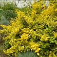thumbnail image 5 of Expert Gardener Golden Euonymus (2.5 Quart) Green and Yellow Variegated Evergreen Shrub - Full Sun to Part Shade Live Outdoor Plant, 5 of 6