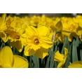 thumbnail image 5 of Amsterdam Daffodil Mix Beautiful Mix of Yellow Daffodils 5 Bulbs, 5 of 6