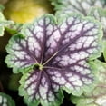 QAUZUY GARDEN 1200 Coral MMF7 Bells Plant Seeds Alumroot, Rock Geranium