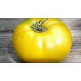 thumbnail image 3 of HJADGG Seeds Tomato Lemon Giant Vegetable Heirloom Non-GMO, 3 of 8