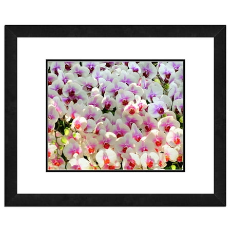 - Orchids, Flowers Framed Photo by Photo File