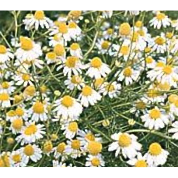 Chamomile German Great Garden Herb by Seed Kingdom (1 OZ Seeds)