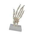 thumbnail image 4 of Almencla Human Hand Model Educational Model Realistic Sturdy Teaching Aid Human Skeleton Models for Research Learning Display, 4 of 8