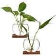 thumbnail image 3 of 2 Pcs Glass Vases For Plants Glass Terrarium Glass Plant Holder Hydroponic Planter Terrarium Container Plant Terrarium, 3 of 9