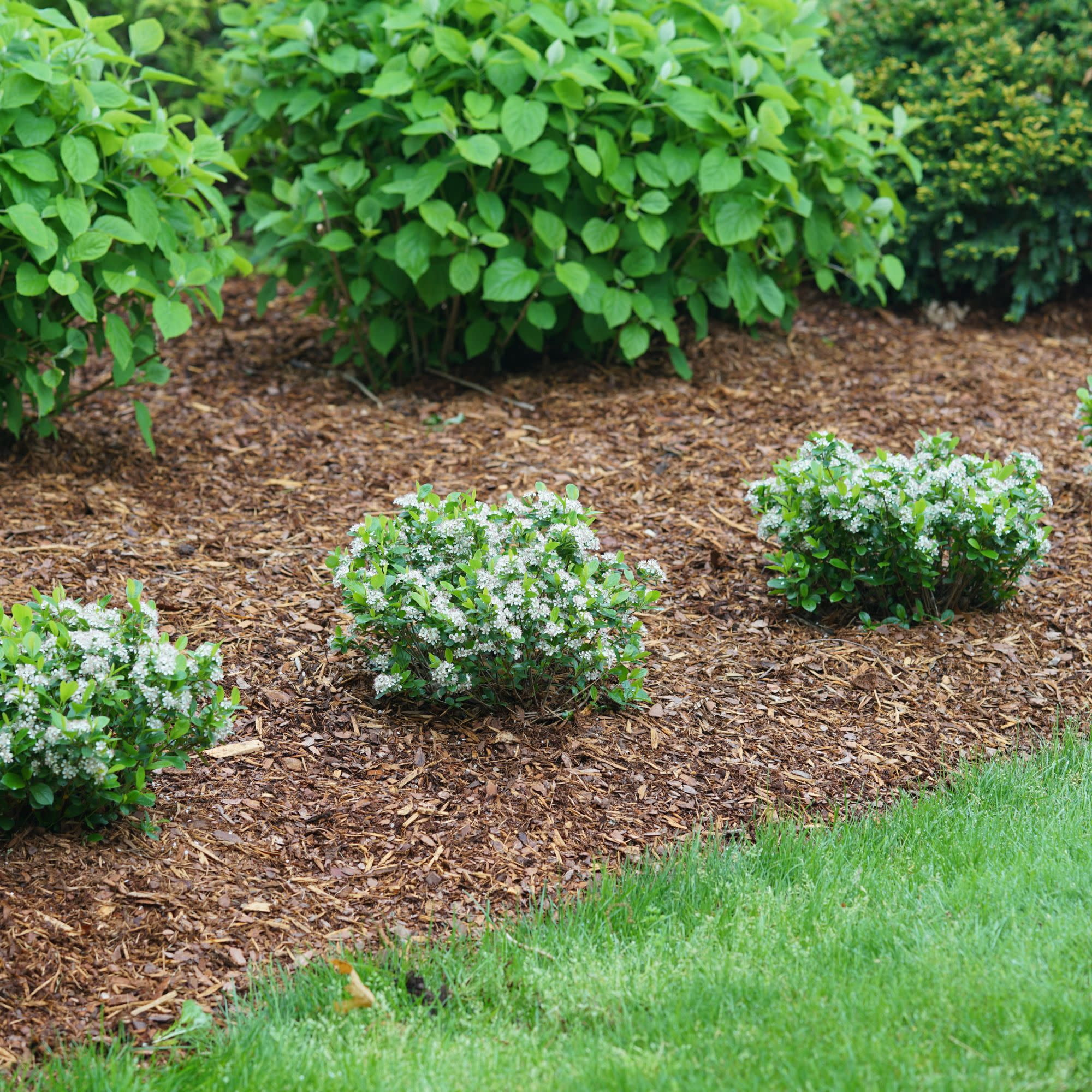 Proven Winners ColorChoice 5" White Low Scape Mound Aronia Live Plant in 4.5" Pot (4 Count)