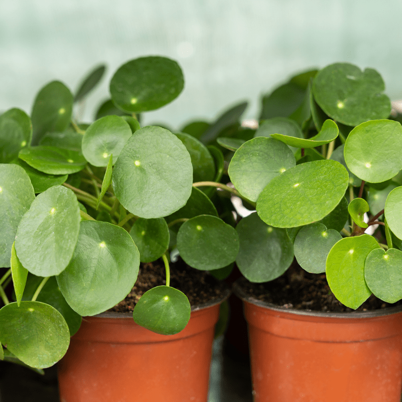Money Tree Plant, Pilea Peperomioides Live, Money Plant Live Houseplants, 2 inch Pot for Indoor Planting