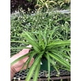 thumbnail image 2 of Green Spider Plant – Live Indoor Air Purifying Houseplant in Pot – Easy Care Chlorophytum for Home or Office Decor, 2 of 3