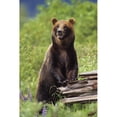 thumbnail image 2 of Brown Bear Standing Upright On Log Captive Alaska Wildlife Conservation Center Southcentral Alaska Print, 2 of 2