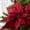 Burgundy, variant on Factory Direct Craft 10" Red Velvet Artificial Poinsettia with Clip, 4" Stem, Christmas Flower Pick, 6 Count