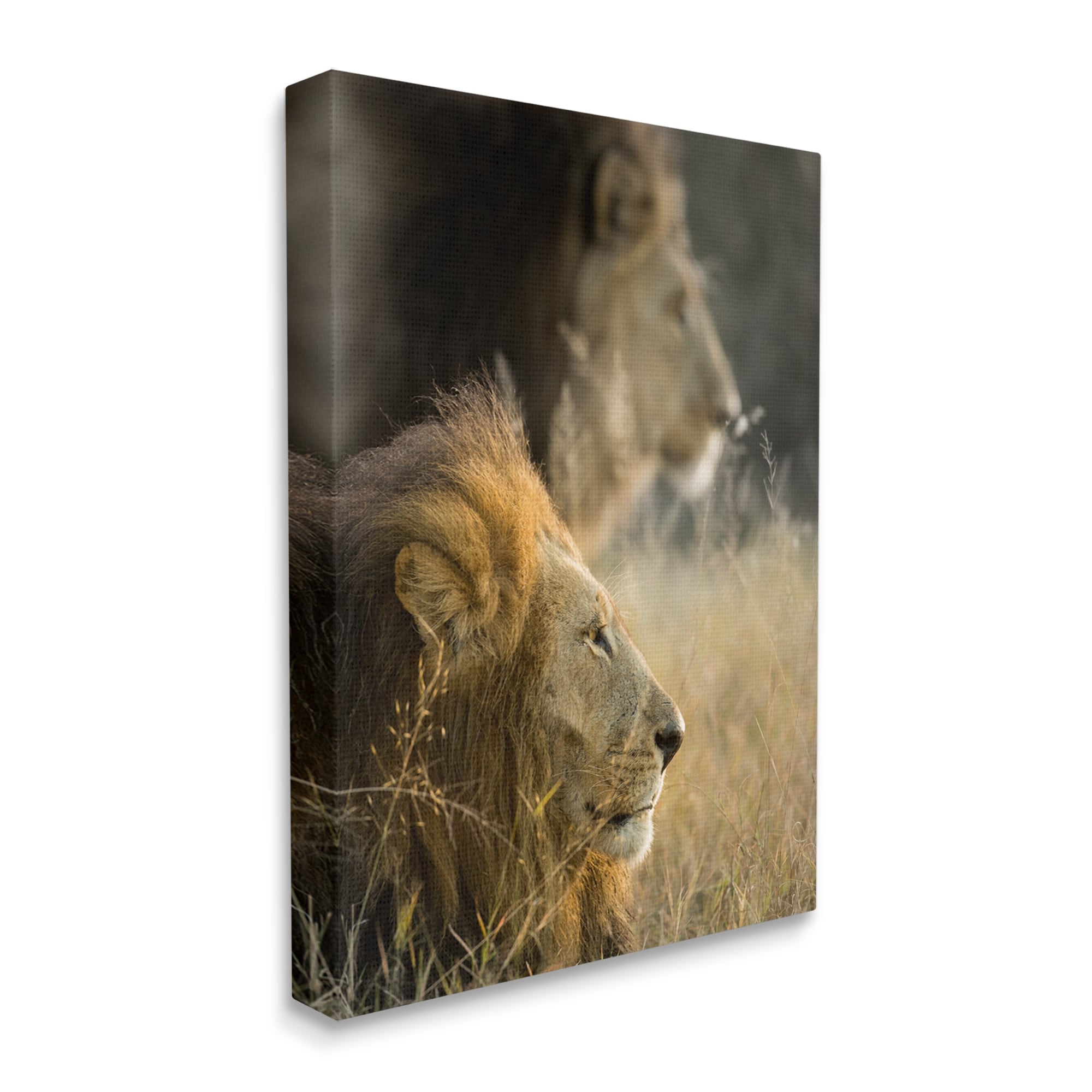 Stupell Industries Lions Lounging Savanna Photography Animals & Insects Photography Gallery Wrapped Canvas Print Wall Art