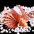thumbnail image 3 of Adornos De Acuario De Peces De León De Fluorescencia Marrón Vibrante, 11.5x7.5x3cm Adornos De Acuario De Peces De Fluorescencia, Para Pecera Acuario Animales Mascotas Cergrey Aquarium Fish Tank Decorations, 3 of 7