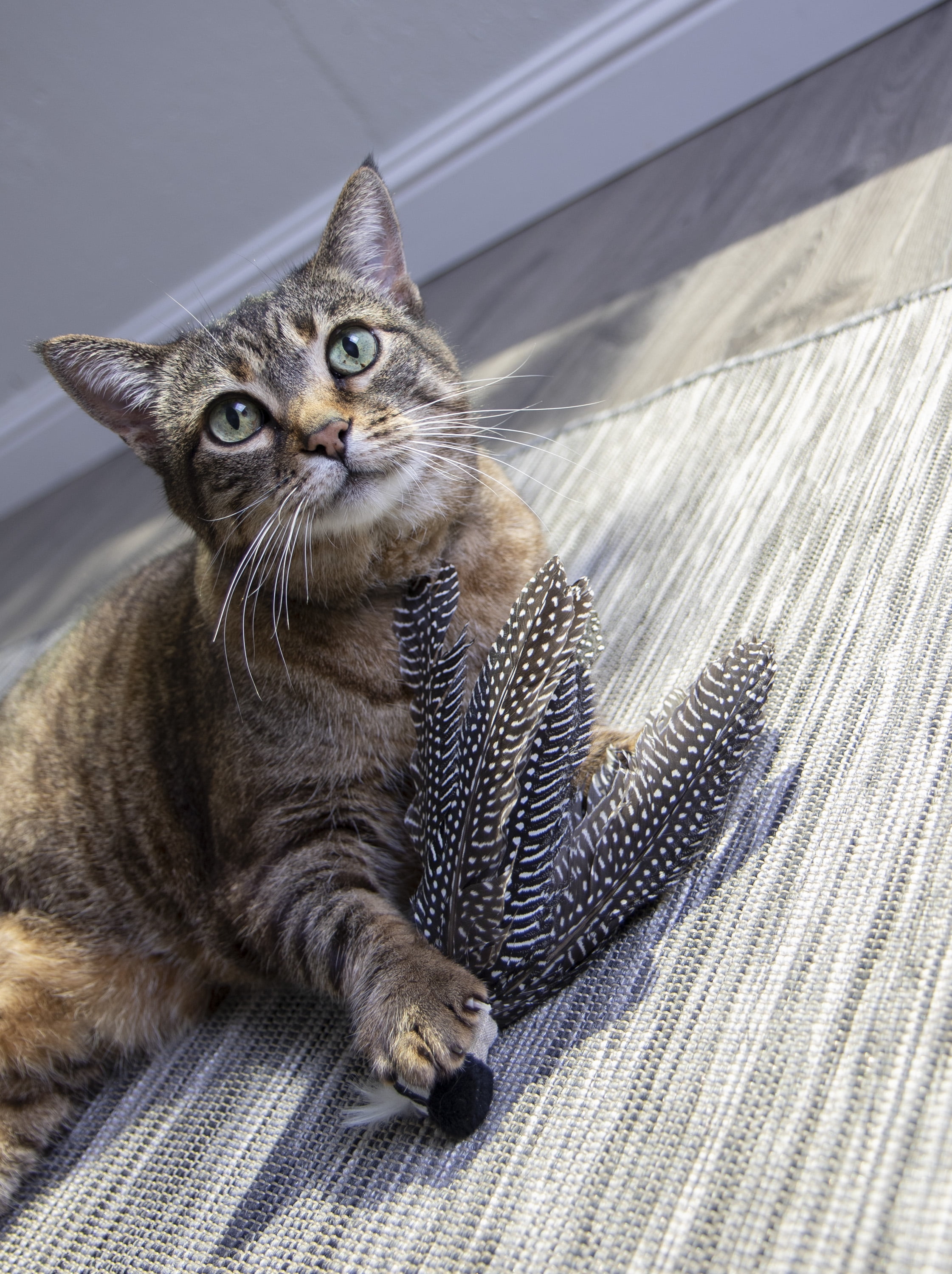 Petlinks HappyNip Zippy Zebra Catnip Cat Toy - Walmart.com