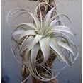 thumbnail image 3 of Silver Beauty Airplant -Tillandsia xerographica- 8" Diameter, 3 of 4