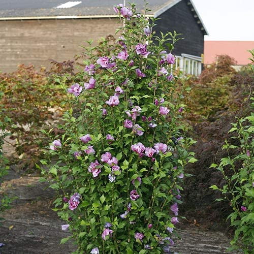 Proven Winners ColorChoice Purple Pillar Hibiscus Live Shrub (2 Gallon)