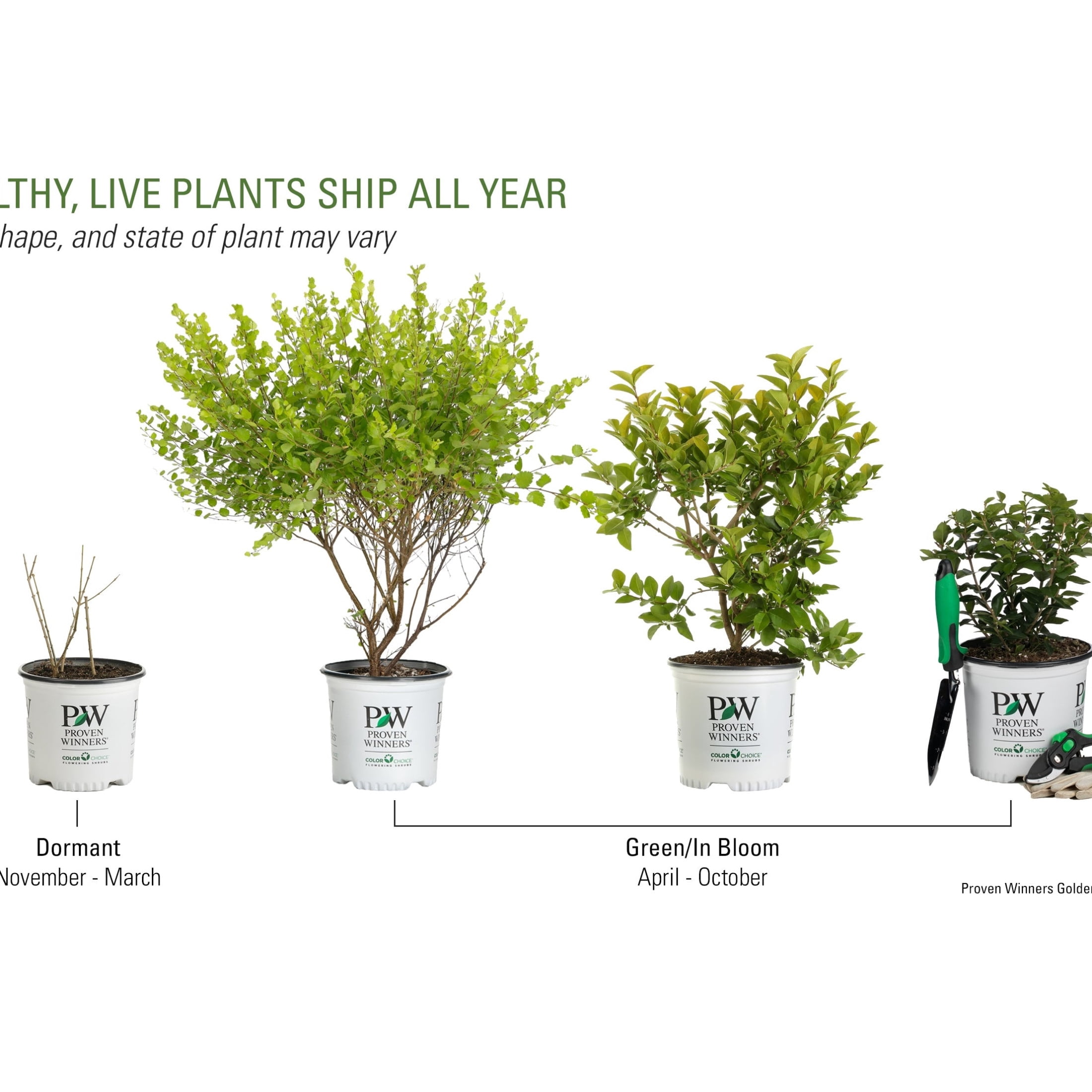 Proven Winners ColorChoice 6" Yellow Golden Ticket Privet Live Plant in 7.5" Pot
