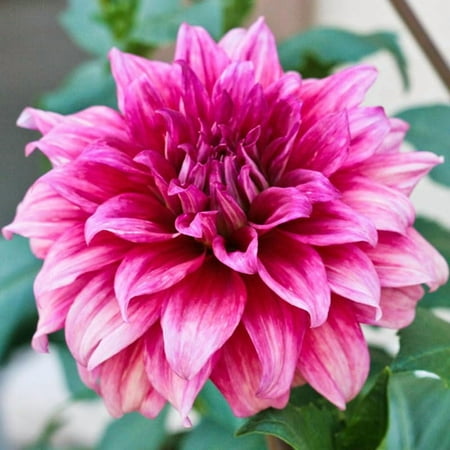 Emory Paul Dinnerplate Dahlia Flower Tuber - Huge Award-Winning Blooms up to 10" Wide - Grows Well in Containers - Deer Resistant - Good as Cut Flowers