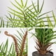 thumbnail image 3 of Palmera artificial Briful de 50 cm para decoración de interiores, verde, 3 of 6