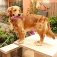 thumbnail image 3 of 1 juguete de hueso para mordedura de perro., 3 of 3