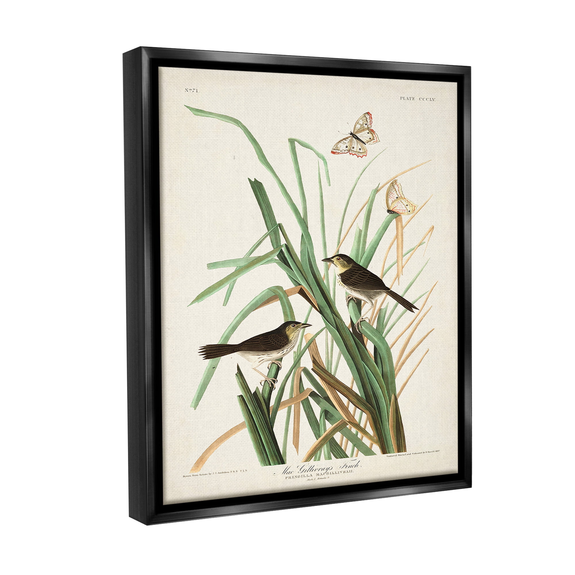 Stupell Industries Traditional Nature Study Animals & Insects Painting Black Floater Framed Canvas Art Print Wall Art, 17 x 21