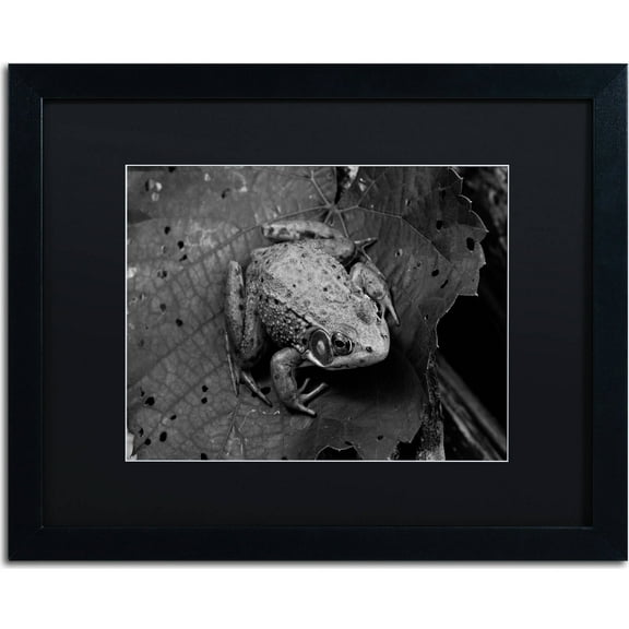 Trademark Fine Art "Northern Green Frog" Canvas Art by Jason Shaffer, Black Matte, Black Frame