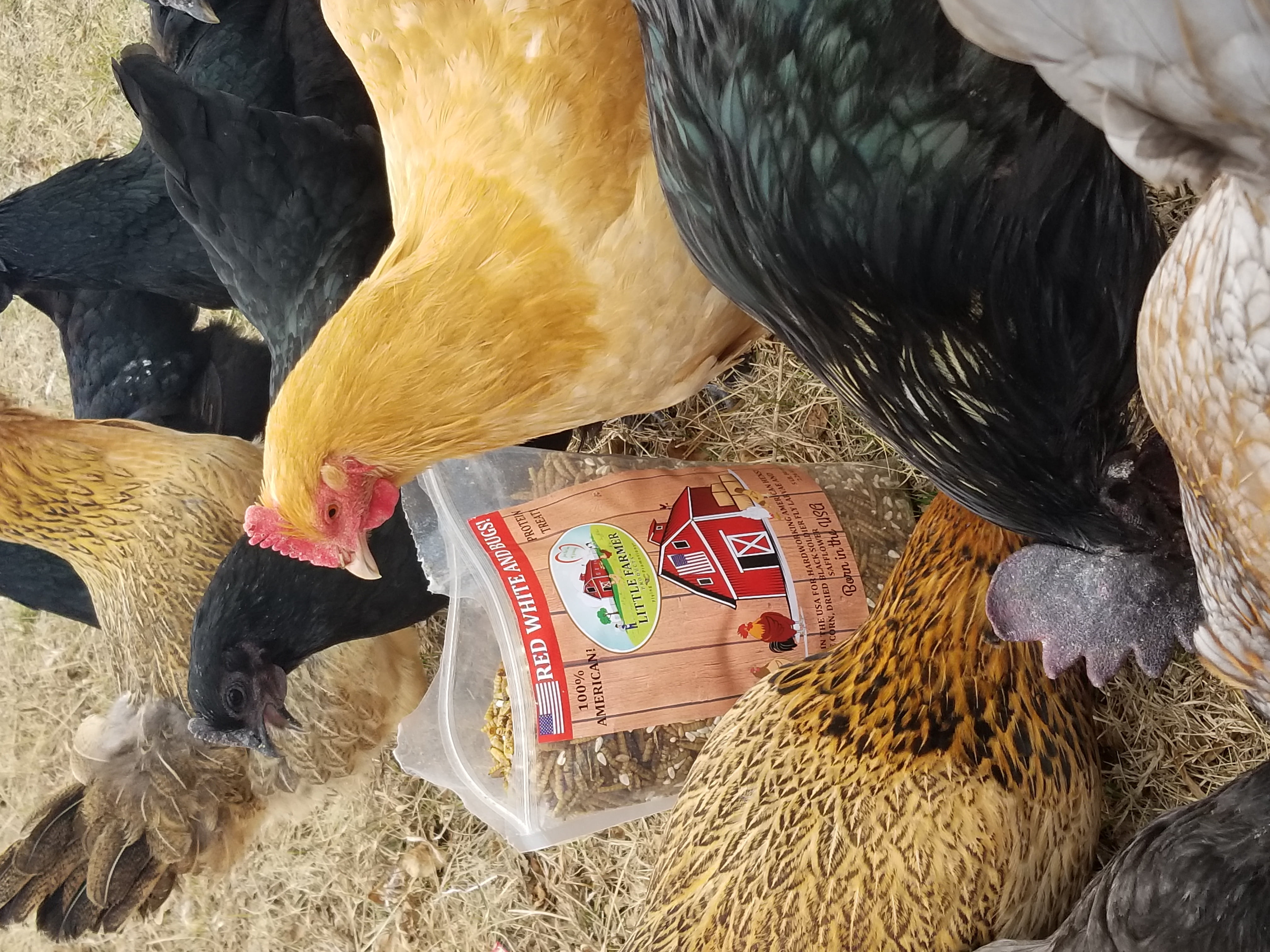 5lbs Red White and Bugs! Premium Non-GMO Black Soldier Fly Grubs, Blue Corn, Safflower Mix, Poultry Treat, USA Grown
