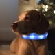 thumbnail image 3 of Collar de perro con luz LED con pilas, suministros para mascotas, cachorros, luz nocturna para gatos Azul jinwen Collar luminoso, 3 of 8