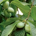 thumbnail image 6 of Paw Paw Indian Banana Tree, Indian Banana Live Plant 6-12 Inch in Quart Pot, Outdoor Planting, 6 of 6