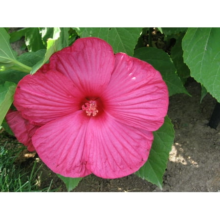 Perennial Hibiscus - Luna Rose Giant Hibiscus - Perennial - 4