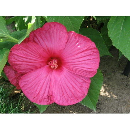 Luna Rose Giant Hibiscus - Perennial - 4