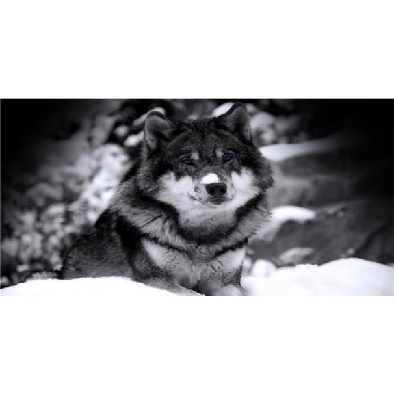 212 Main LPO3573 6 x 12 in. Wolf Black & White Photo License Plate