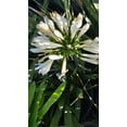 thumbnail image 4 of White african Lily on 5 gallon pot - Get similar, 4 of 4